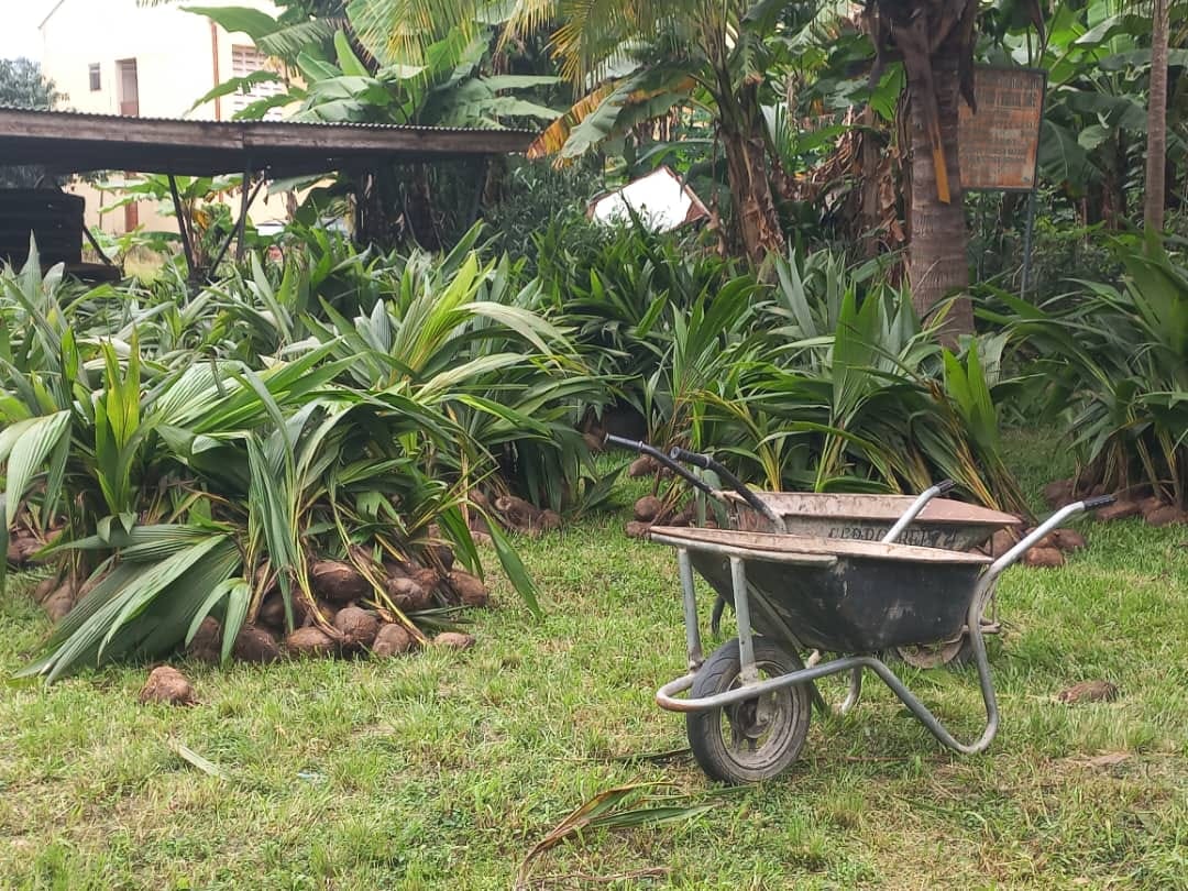 SHAI-OSUDOKU DISTRICT RECEIVE 8500 COCONUT SEEDLINGS UNDER PLANTING FOR EXPORT AND RURAL DEVELOPMENT PROGRAMME.