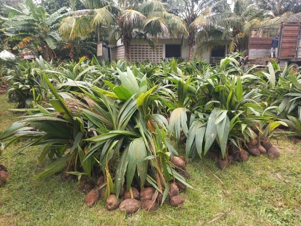 SHAI-OSUDOKU DISTRICT RECEIVE 8500 COCONUT SEEDLINGS UNDER PLANTING FOR EXPORT AND RURAL DEVELOPMENT PROGRAMME.