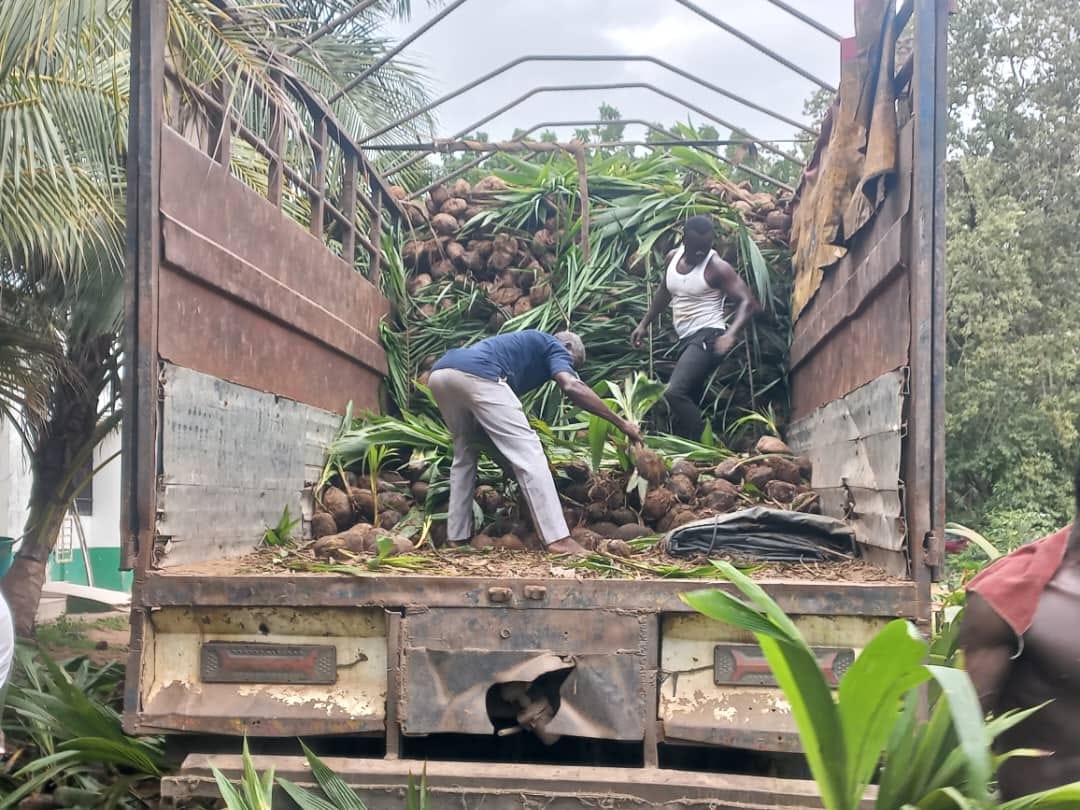 SHAI-OSUDOKU DISTRICT RECEIVE 8500 COCONUT SEEDLINGS UNDER PLANTING FOR EXPORT AND RURAL DEVELOPMENT PROGRAMME.