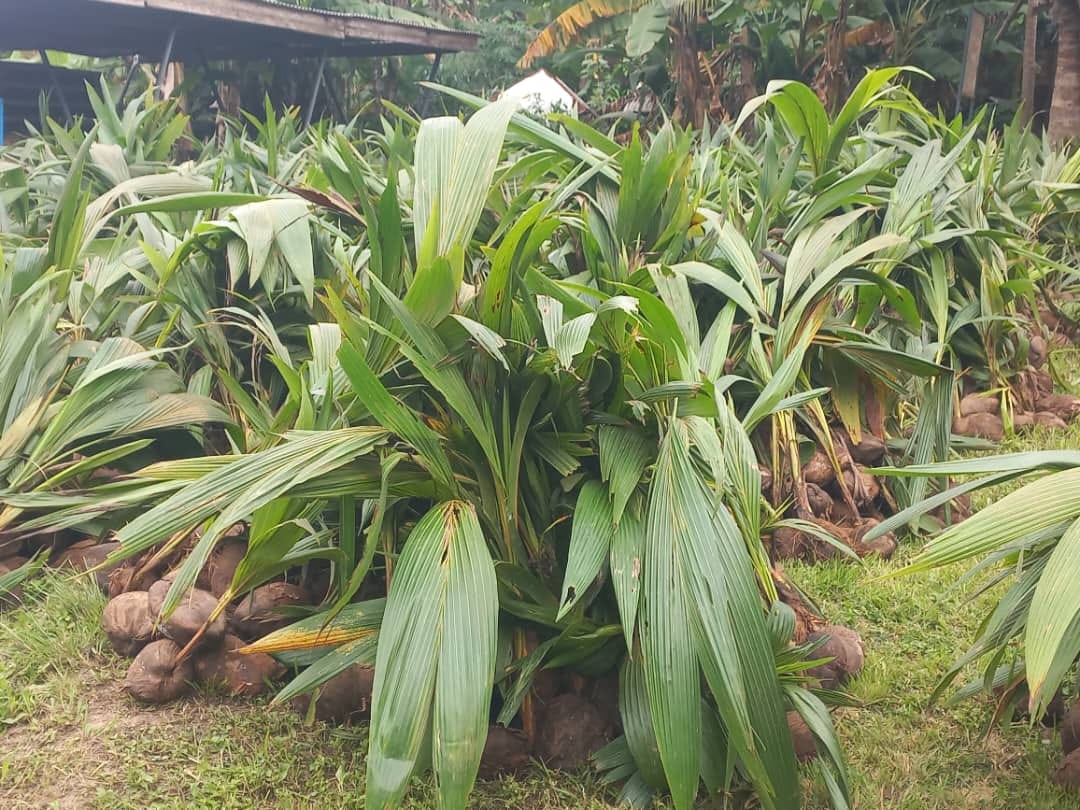 SHAI-OSUDOKU DISTRICT RECEIVE 8500 COCONUT SEEDLINGS UNDER PLANTING FOR EXPORT AND RURAL DEVELOPMENT PROGRAMME.