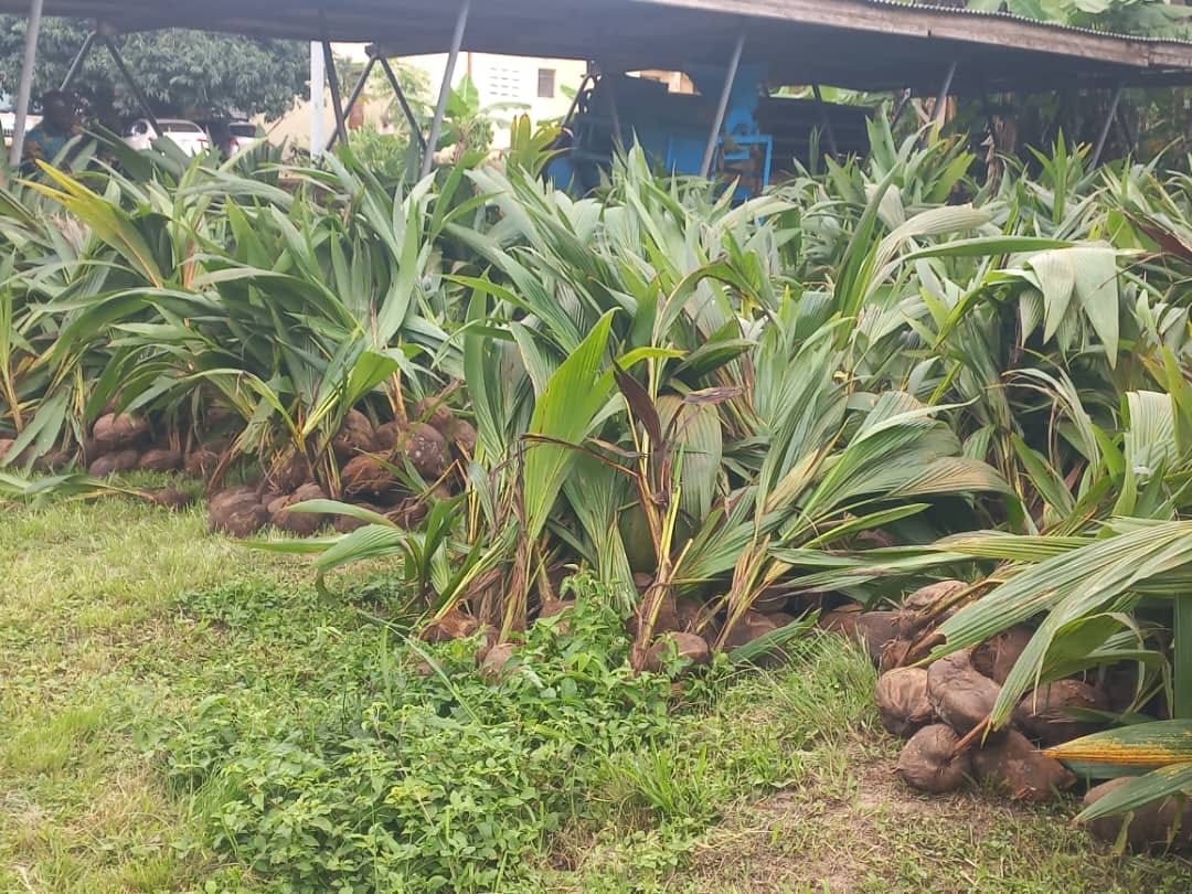 SHAI-OSUDOKU DISTRICT RECEIVE 8500 COCONUT SEEDLINGS UNDER PLANTING FOR EXPORT AND RURAL DEVELOPMENT PROGRAMME.