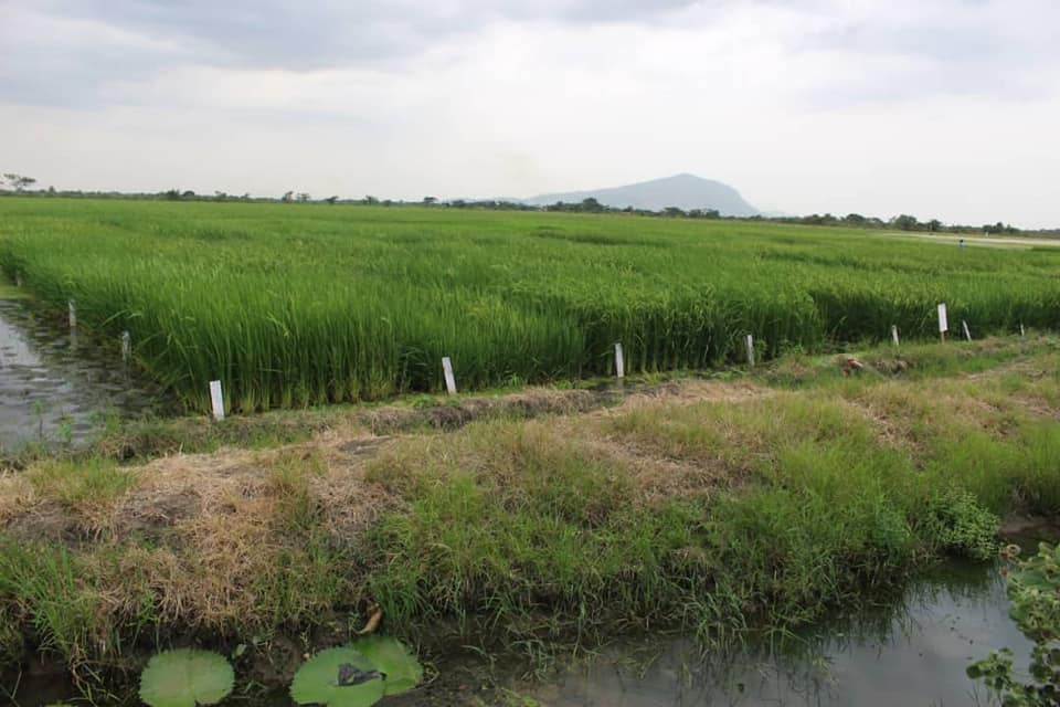 Parliamentary Select Committee on Food and Agriculture Pays Working Visit to Kpong Irrigation Site.